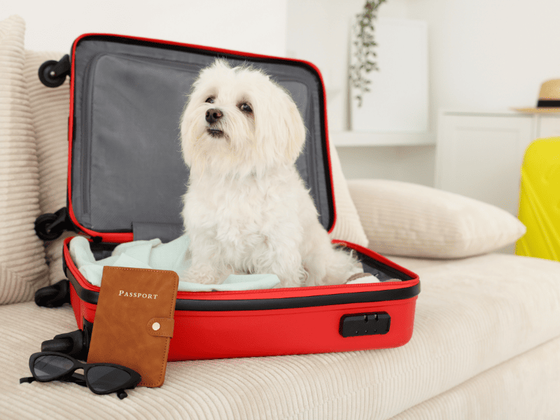 Перевірка ветеринарного паспорта під час перевезення тварин